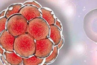 肥胖对做试管有影响吗(肥胖人士做试管婴儿成功率有多少)